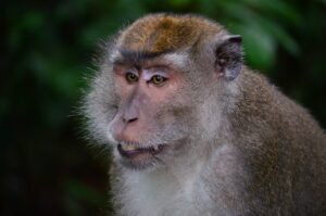 makake, macaque, monkey