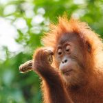 orangutan, infant, ape-2943873.jpg