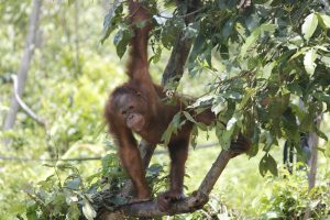 orangutan, orang utan, animal-3605517.jpg