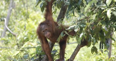 Orangutans have been tested for Covid-19