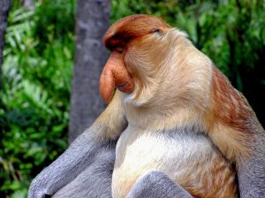 proboscis monkey, primate, monkey-2422095.jpg