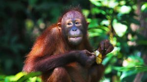 orangutan, ape, primate-5208808.jpg