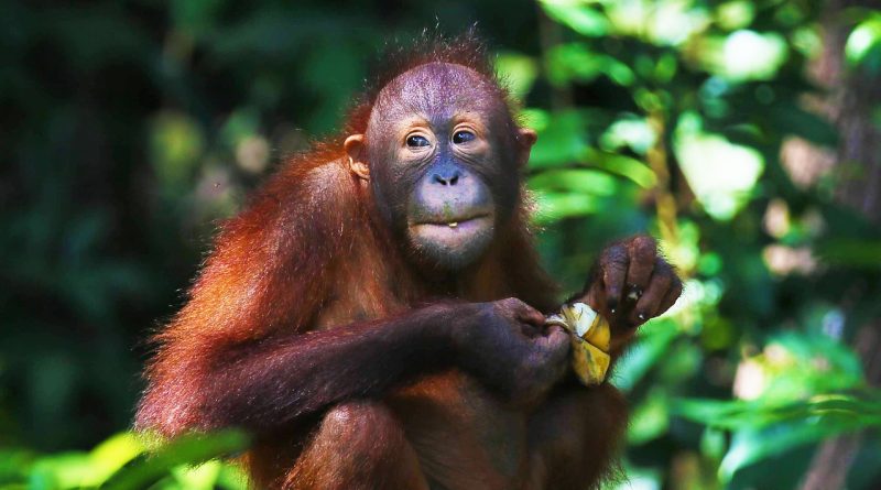 orangutan, ape, primate-5208808.jpg