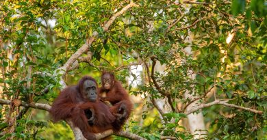 orangutan, mother, Visit Borneo