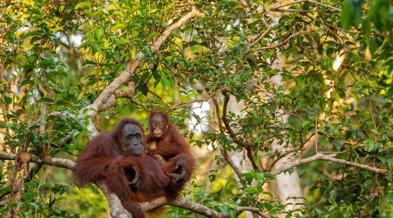 orangutan, mother, Visit Borneo