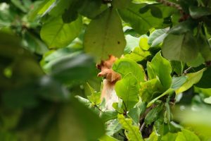 proboscis monkey, animal, Visit Borneo