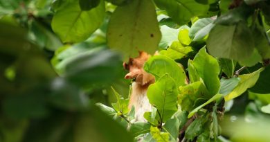 proboscis monkey, animal, Visit Borneo