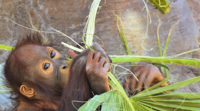 Extraordinary Experiences in Borneo