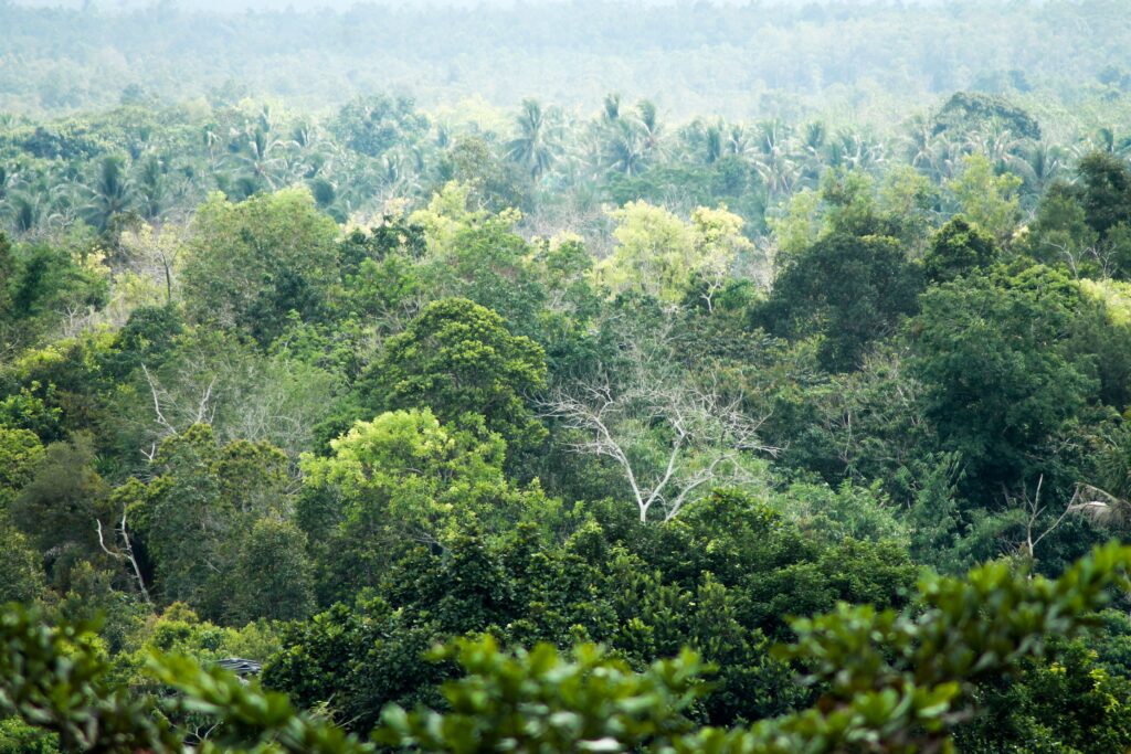 The Rainforest That Listens: Drones and Sensors Reveal Borneo's Hidden WildlifeIndonesia, showcasing diverse trees and rich biodiversity.