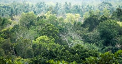The Rainforest That Listens: Drones and Sensors Reveal Borneo's Hidden WildlifeIndonesia, showcasing diverse trees and rich biodiversity.