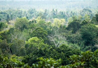 The Rainforest That Listens: Drones and Sensors Reveal Borneo's Hidden WildlifeIndonesia, showcasing diverse trees and rich biodiversity.