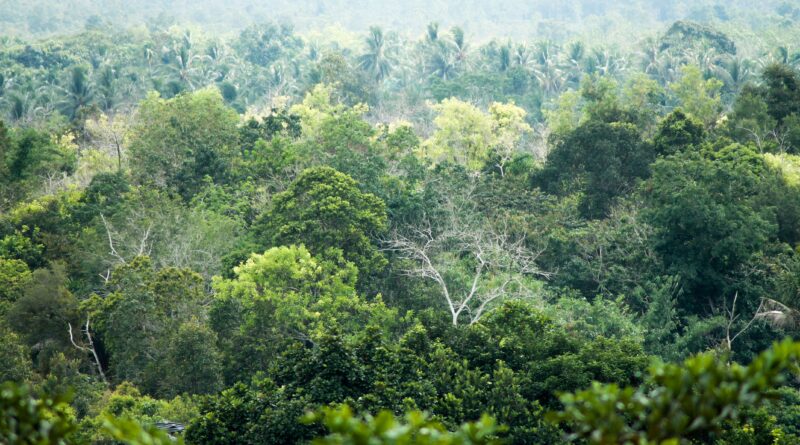 The Rainforest That Listens: Drones and Sensors Reveal Borneo's Hidden WildlifeIndonesia, showcasing diverse trees and rich biodiversity.
