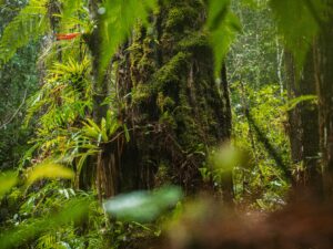 Rainforest Safety Beyond Mobile Networks