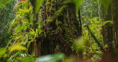 Rainforest Safety Beyond Mobile Networks
