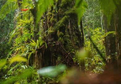 Rainforest Safety Beyond Mobile Networks