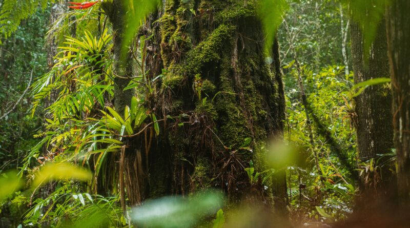Rainforest Safety Beyond Mobile Networks