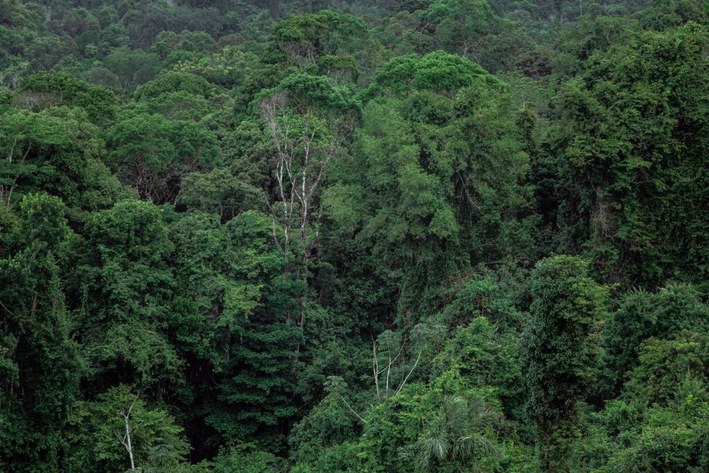 Indigenous Communities Digitally Mapping Borneo's Rainforests