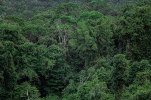 Indigenous Communities Digitally Mapping Borneo's Rainforests