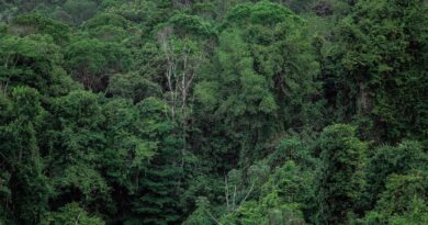 Indigenous Communities Digitally Mapping Borneo's Rainforests