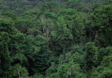 Indigenous Communities Digitally Mapping Borneo's Rainforests