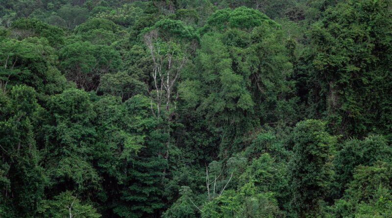Indigenous Communities Digitally Mapping Borneo's Rainforests